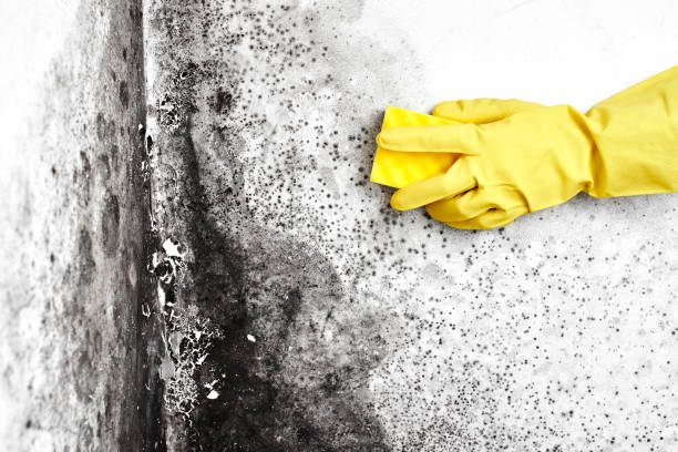 Best Residential Mold Removal  in Bayshore Gardens, FL