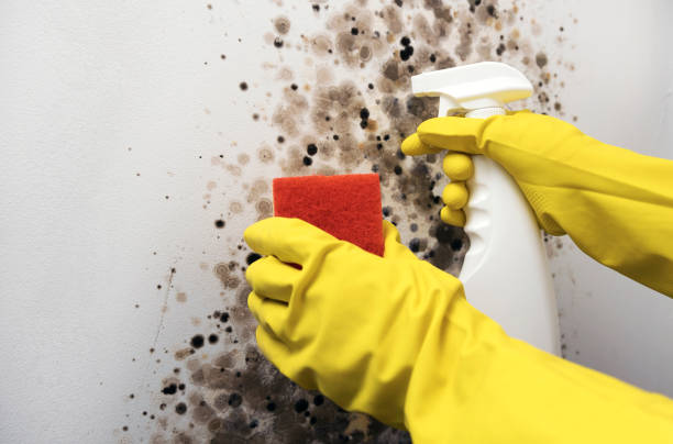 Best Mold Cleaning Services  in Bayshore Gardens, FL