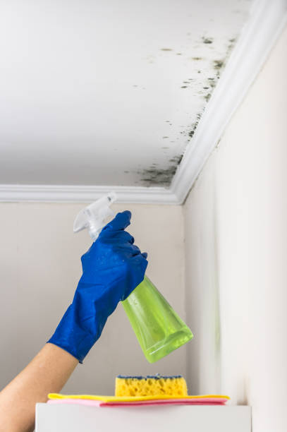 Best Black Mold Removal  in Bayshore Gardens, FL